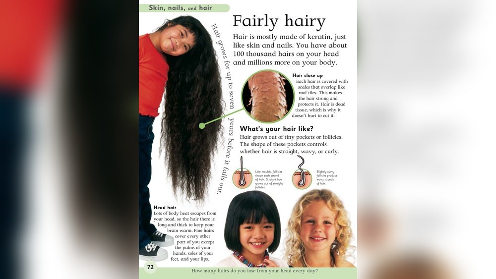 How Many Hairs Does a Human Lose in a Day How Many Hairs Does a Human Lose in a Day