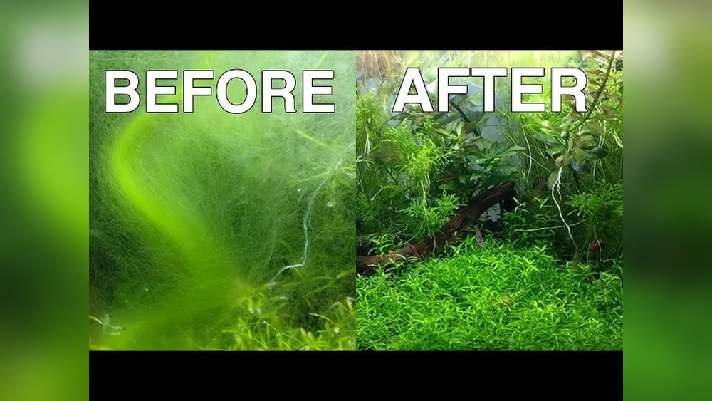 How to Get Rid of Hair Algae How to Get Rid of Hair Algae