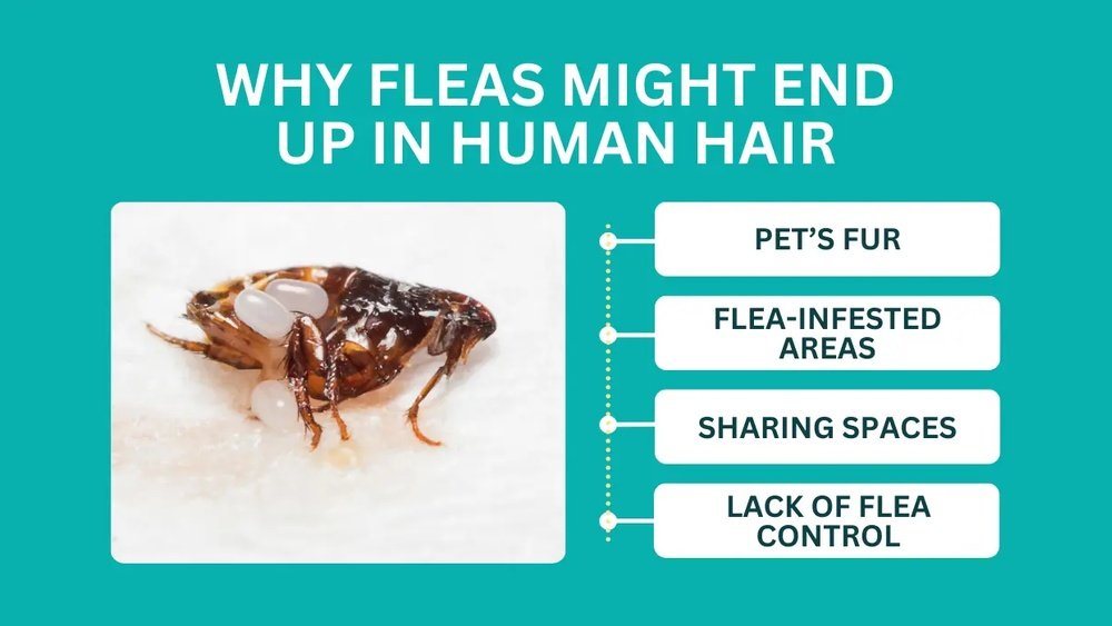 Will Fleas Live in Human Hair Will Fleas Live in Human Hair